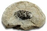 D Oligocene Aged Fossil Pine Cone - Germany #301349-1